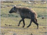 (P:\Africa\Hyena) Dn-a0416.jpg (Spotted Hyena)