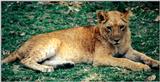 (P:\Africa\Lion-Tree-1) Dn-a0568.jpg (1/1) (115 K)