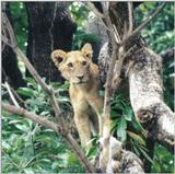 (P:\Africa\Lion-Tree-1) Dn-a0574.jpg (1/1) (104 K)