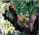 (P:\Africa\Lion-Tree-1) Dn-a0581.jpg (1/1) (149 K)