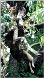 (P:\Africa\Lion-Tree-1) Dn-a0582.jpg (1/1) (82 K)