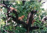 (P:\Africa\Lion-Tree-1) Dn-a0595.jpg (1/1) (161 K)