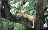 (P:\Africa\Lion-Tree-1) Dn-a0596.jpg (1/1) (123 K)