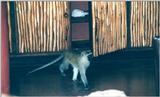 (P:\Africa\Primate) Dn-a0674.jpg (Vervet Monkey)
