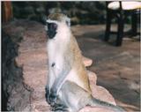 (P:\Africa\Primate) Dn-a0675.jpg (1/1) (82 K)