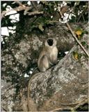 (P:\Africa\Primate) Dn-a0701.jpg (1/1) (104 K)