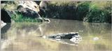 (P:\Africa\Reptile) Dn-a0719.jpg (Nile Crocodile)