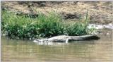 (P:\Africa\Reptile) Dn-a0720.jpg (Nile Crocodile)