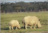 (P:\Africa\Rhino) Dn-a0727.jpg  - White Rhinoceros (Ceratotherium simum)