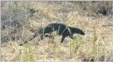 (P:\Africa\Weasel) Dn-a0878.jpg (Banded Mongoose)