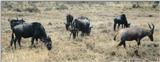 (P:\Africa\Wildebeast) Dn-a0909.jpg (Topi and Wildebeests)