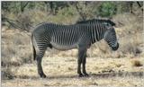 (P:\Africa\Zebra-Grevy) Dn-a0917.jpg (Grevy's Zebra)