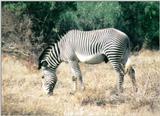(P:\Africa\Zebra-Grevy) Dn-a0926.jpg (1/1) (126 K)