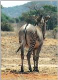 (P:\Africa\Zebra-Grevy) Dn-a0932.jpg (1/1) (72 K)