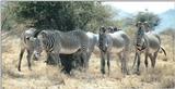(P:\Africa\Zebra-Grevy) Dn-a0934.jpg (1/1) (109 K)