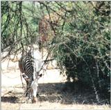 (P:\Africa\Zebra-Grevy) Dn-a0935.jpg (1/1) (127 K)