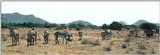 (P:\Africa\Zebra-Grevy) Dn-a0938.jpg (1/1) (53 K)