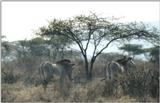 (P:\Africa\Zebra-Grevy) Dn-a0940.jpg (1/1) (95 K)
