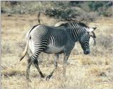 (P:\Africa\Zebra-Grevy) Dn-a0941.jpg (1/1) (123 K)