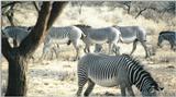(P:\Africa\Zebra-Grevy) Dn-a0942.jpg (1/1) (115 K)