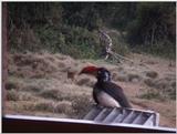 (P:\Africa\VideoStills) Dn-a1116.jpg (Red-billed Hornbill)