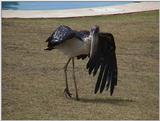 (P:\Africa\VideoStills) Dn-a1125.jpg (Marabou stork)