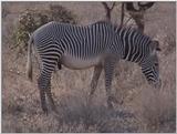 (P:\Africa\VideoStills) Dn-a1140.jpg (Zebra)