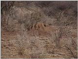 (P:\Africa\VideoStills) Dn-a1143.jpg (Termite mound)