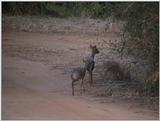 (P:\Africa\VideoStills) Dn-a1163.jpg (Dik-dik Antelopes)