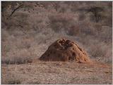 (P:\Africa\VideoStills) Dn-a1237.jpg (termite mound)