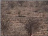(P:\Africa\VideoStills) Dn-a1243.jpg (Cheetah)