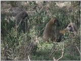 (P:AfricaVideoStills) Dn-a1261.jpg (Olive Baboons)