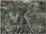 (P:AfricaVideoStills) Dn-a1262.jpg (Olive Baboons)