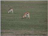 (P:\Africa\VideoStills) Dn-a1275.jpg (Gazelles)