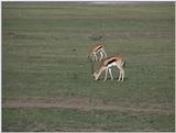 (P:\Africa\VideoStills) Dn-a1276.jpg (Gazelles)