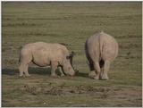 (P:\Africa\VideoStills) Dn-a1288.jpg  - White Rhinoceros (Ceratotherium simum)