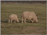 (P:\Africa\VideoStills) Dn-a1289.jpg - White Rhinoceros (Ceratotherium simum)