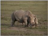 (P:\Africa\VideoStills) Dn-a1291.jpg  - White Rhinoceros (Ceratotherium simum)