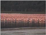 (P:\Africa\VideoStills) Dn-a1293.jpg (Flamingo flock)