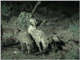 (P:\Africa\VideoStills) Dn-a1314.jpg (Spotted Hyenas)