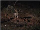 (P:\Africa\VideoStills) Dn-a1316.jpg (Spotted Hyenas)