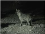 (P:\Africa\VideoStills) Dn-a1317.jpg (Spotted Hyena)