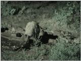 (P:\Africa\VideoStills) Dn-a1318.jpg (Spotted Hyena)