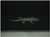 (P:\Africa\VideoStills) Dn-a1319.jpg (Lizard)