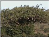 (P:\Africa\VideoStills) Dn-a1322.jpg (sausage tree)