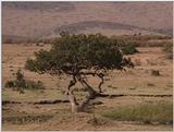 (P:\Africa\VideoStills) Dn-a1333.jpg (Tree)