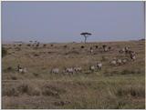 (P:\Africa\VideoStills) Dn-a1357.jpg (Zebras)