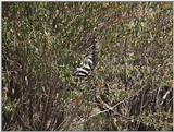 (P:\Africa\VideoStills) Dn-a1361.jpg (Zebra)
