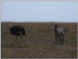 (P:\Africa\VideoStills) Dn-a1362.jpg (Zebra and Ostrich)