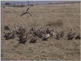 (P:\Africa\VideoStills) Dn-a1380.jpg (African White-backed Vultures)